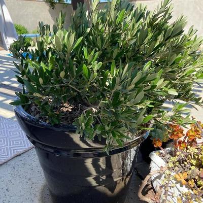 LARGE ESTABLISHED OLIVE BUSH IN XL BLACK POT 