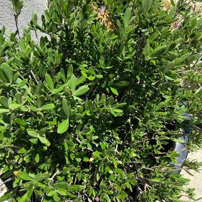 XL ESTABLISHED OLIVE BUSH IN XL LARGE BLACK POT