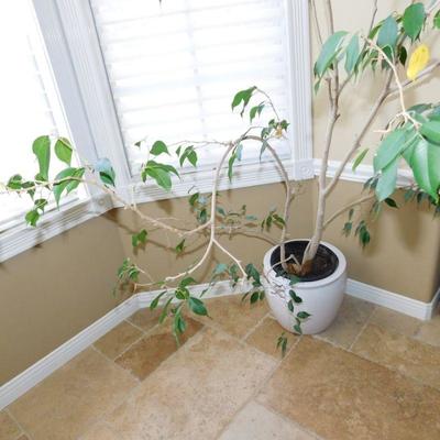 Lot 38 live house plant with white planter