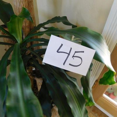  Lot 45 live house plant in large ceramic planter