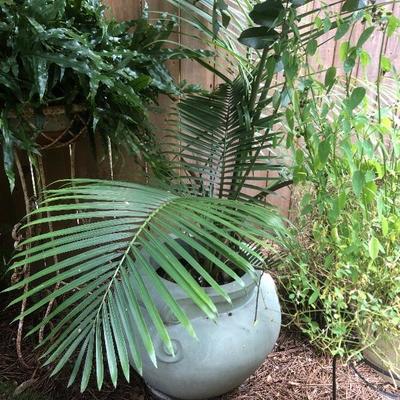 Pair of Majesty Palms in Matching Planters