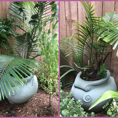 Pair of Majesty Palms in Matching Planters