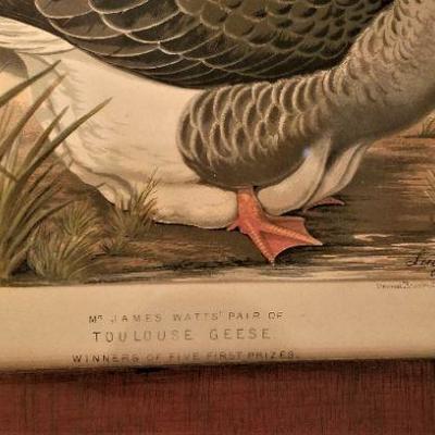 Lot #3  Fabulous Victorian Lithograph "Pair of Toulouse Geese" in period frame