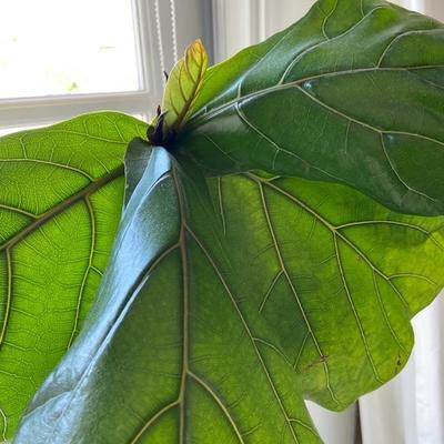 Fiddle Leaf Fig Tree 50