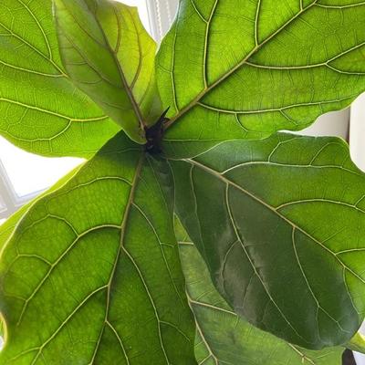 Fiddle Leaf Fig Tree 50