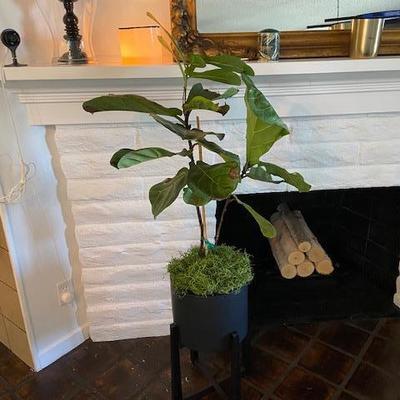 FIDDLE LEAF FIG PLANT AND BLACK POT W/STAND