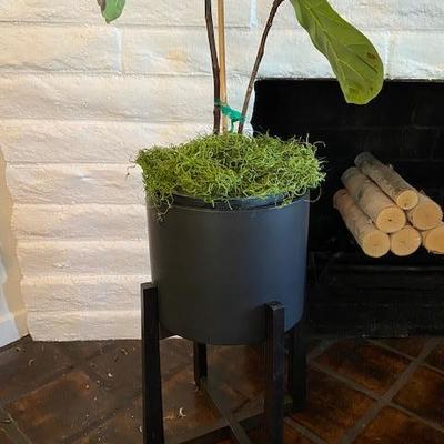 FIDDLE LEAF FIG PLANT AND BLACK POT W/STAND