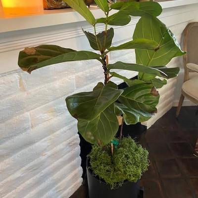 FIDDLE LEAF FIG PLANT AND BLACK POT W/STAND