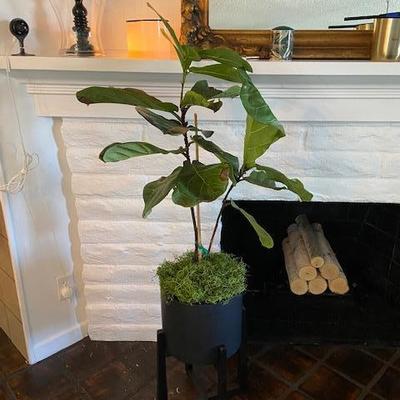 FIDDLE LEAF FIG PLANT AND BLACK POT W/STAND
