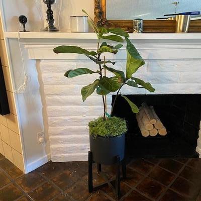 FIDDLE LEAF FIG PLANT AND BLACK POT W/STAND