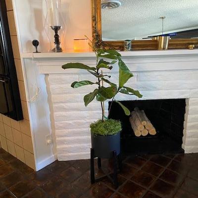 FIDDLE LEAF FIG PLANT AND BLACK POT W/STAND