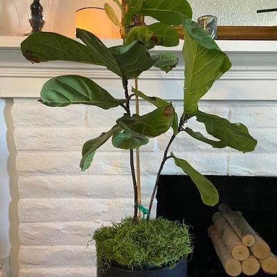 FIDDLE LEAF FIG PLANT AND BLACK POT W/STAND