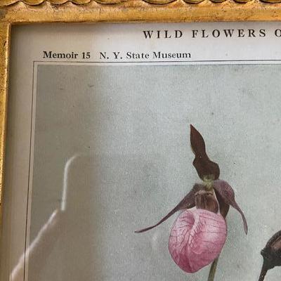 1913 Antique Botanical Plant Print Original FRAMED 10" x 12"