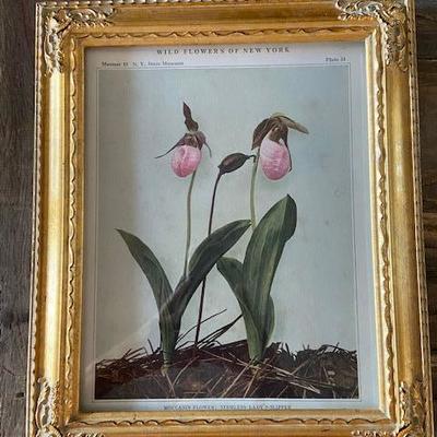 1913 Antique Botanical Plant Print Original FRAMED 10" x 12"