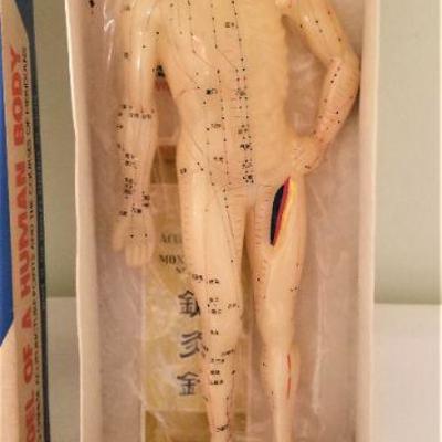 Lot #15  Model of the Human Body, showing Acupunture points, etc - New in Box