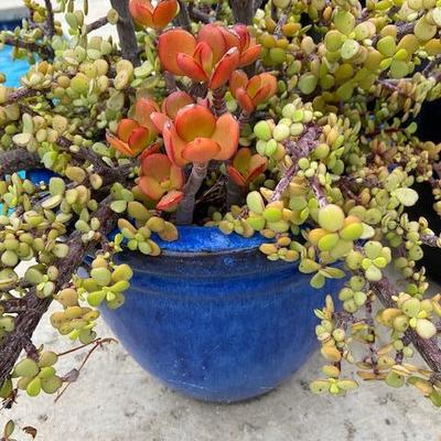 Succulent garden in cobalt blue ceramic pot