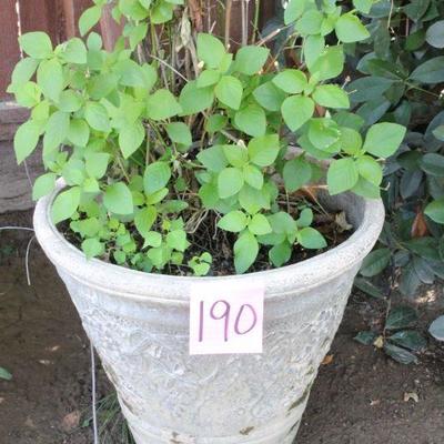 Lot 190 Cement Grape Vine Planted Pot 