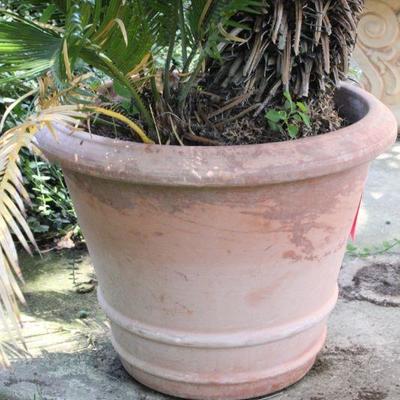 Lot 191 Ceramic Pot w/ Sago Palm