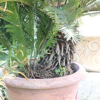 Lot 191 Ceramic Pot w/ Sago Palm