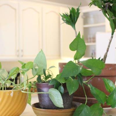 Lot 221 Potted Indoor Plants