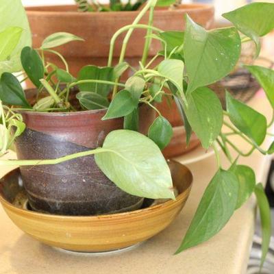 Lot 221 Potted Indoor Plants