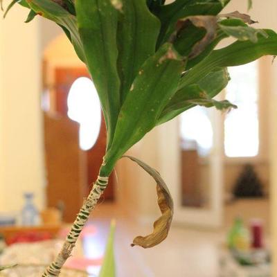 Lot 221 Potted Indoor Plants