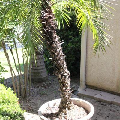 Lot 247 Cement Pot w/ Palm Tree