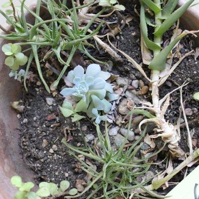 Lot 251 Succulent Pot