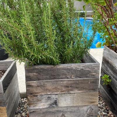 Rosemary garden ORGANIC in rustic wooden box