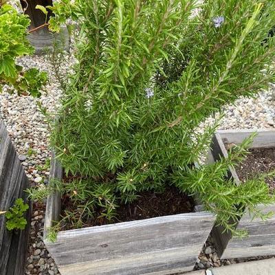 Rosemary garden ORGANIC in rustic wooden box