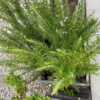 Rosemary garden ORGANIC in rustic wooden box