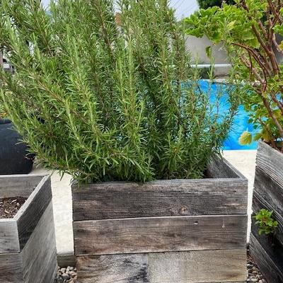 Rosemary garden ORGANIC in rustic wooden box