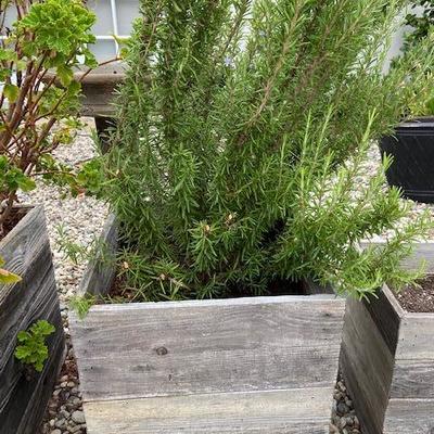 Rosemary garden ORGANIC in rustic wooden box