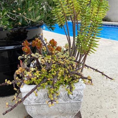 SUCCULENT GARDEN IN AGED CONCRETE POT