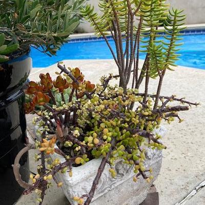 SUCCULENT GARDEN IN AGED CONCRETE POT
