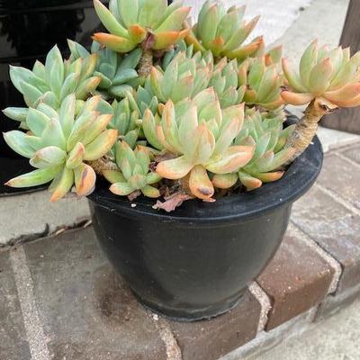 SUCCULENT garden in black pot
