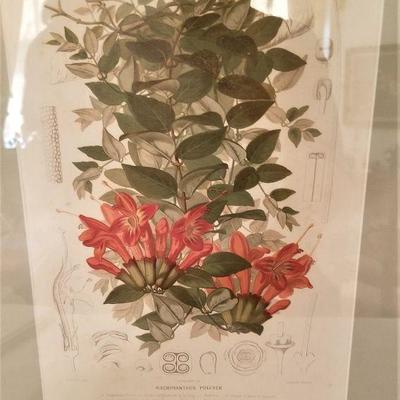 Lot #31  Antique Botanical Print 