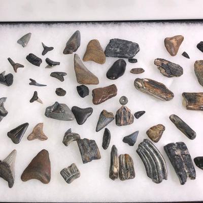Lot #37: Collection of Multiple Shark Teeth