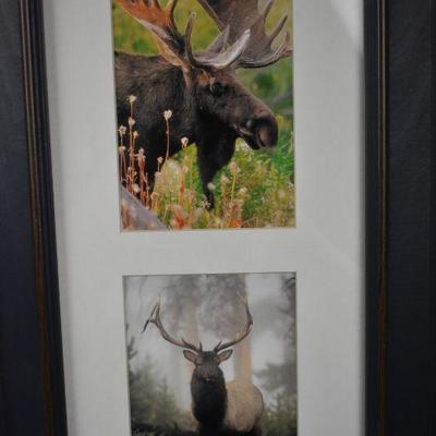 Framed Images of Wildlife Animals. 2 Frames, 4 images each