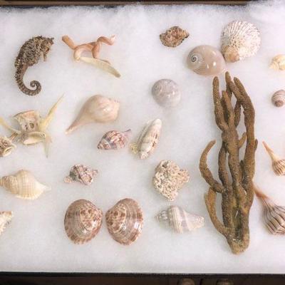 Lot #58; Collection of Sea Shells And Ocean Finds