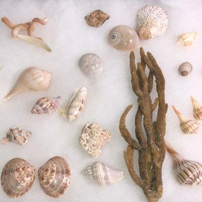 Lot #58; Collection of Sea Shells And Ocean Finds