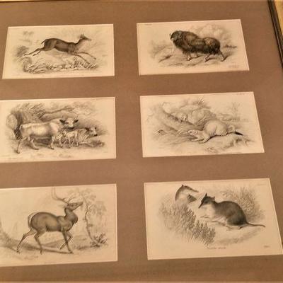 Lot #84  Lovely grouping of 6 antique animal engravings - English 19th century