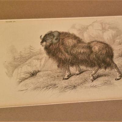 Lot #84  Lovely grouping of 6 antique animal engravings - English 19th century