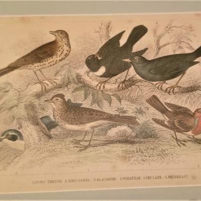 Lot #101  Beautiful 19th Century Colored Engraving - Birds