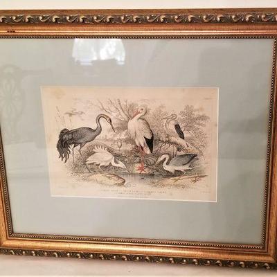 Lot #207  Framed Antique Engraving of 5 birds - good quality
