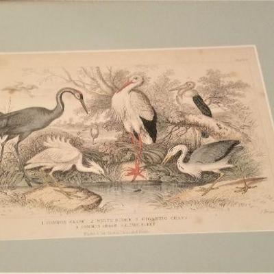 Lot #207  Framed Antique Engraving of 5 birds - good quality