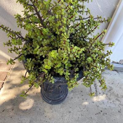 ELEPHANT BUSH IN BLACK URN PLANTER