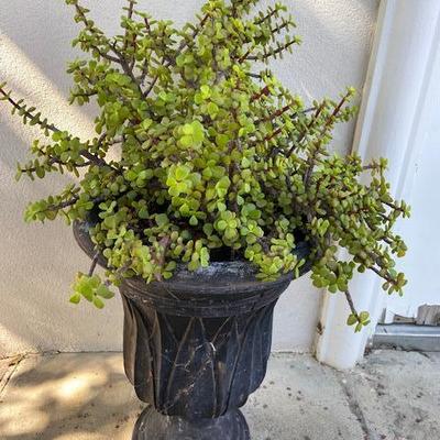 ELEPHANT BUSH IN BLACK URN PLANTER