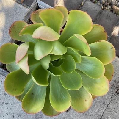 LARGE SUCCULENT IN RUSTIC BOX PLANTER MADE OF RECLAIMED WOOD