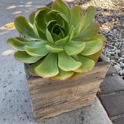 LARGE SUCCULENT IN RUSTIC BOX PLANTER MADE OF RECLAIMED WOOD